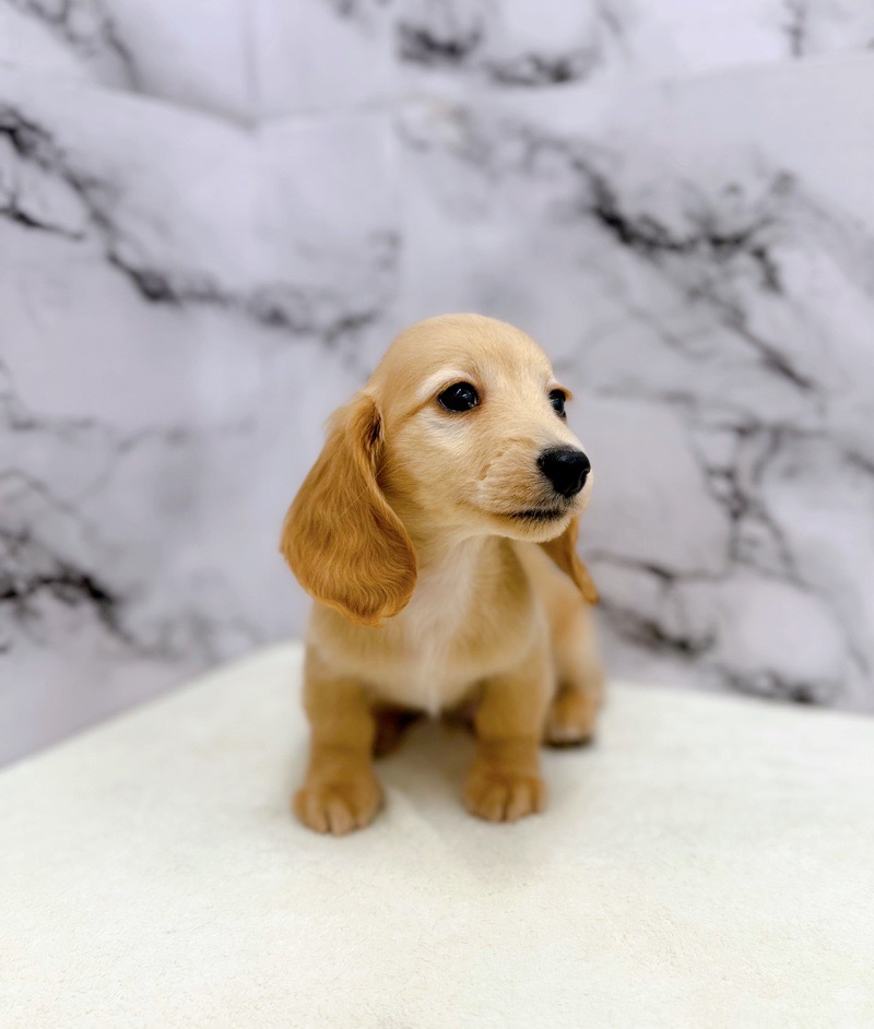 神奈川県のミニチュアダックスフンド(ロング) (かねだい東戸塚店/2025年9月25日生まれ/男の子/ゴールド)の子犬の2枚目の画像