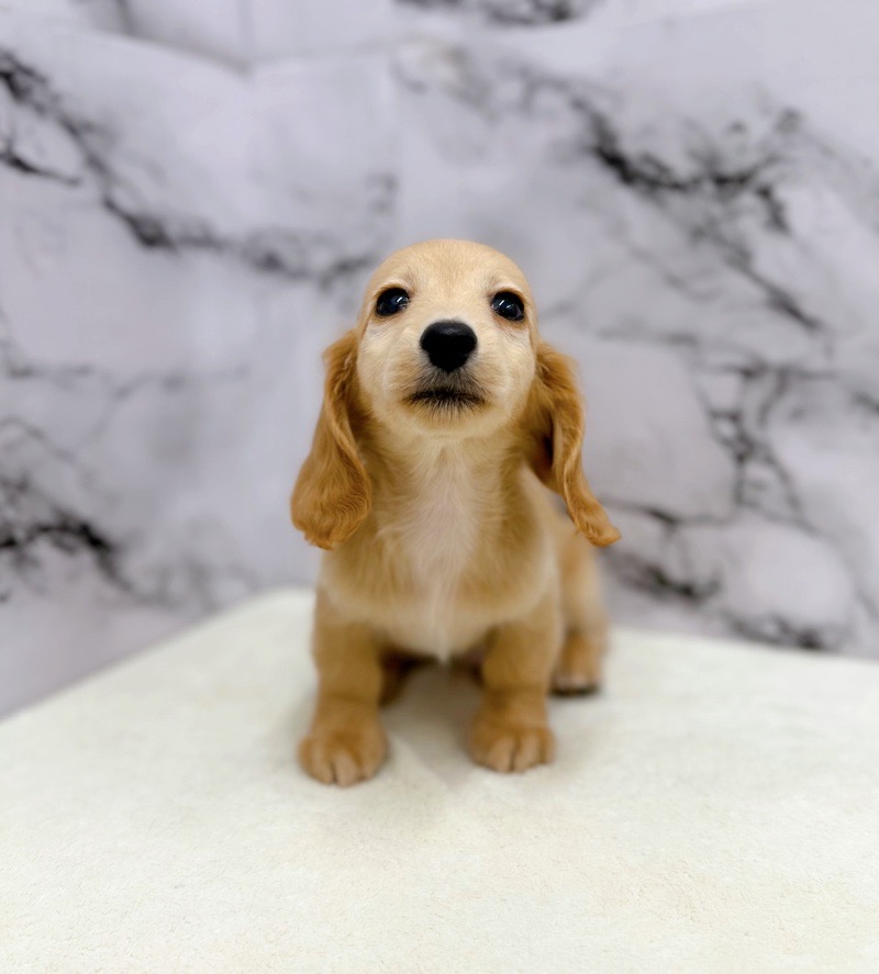 神奈川県のミニチュアダックスフンド(ロング) (かねだい東戸塚店/2025年9月25日生まれ/男の子/ゴールド)の子犬の3枚目の画像