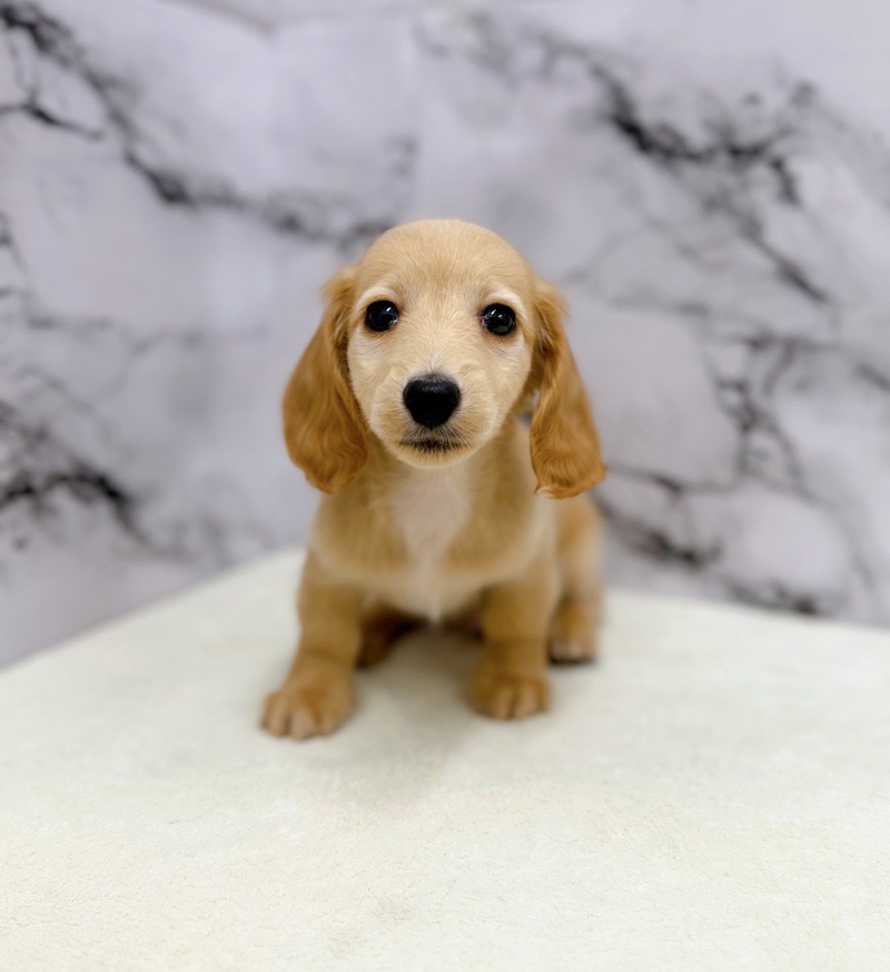 神奈川県のミニチュアダックスフンド(ロング) (かねだい東戸塚店/2025年9月25日生まれ/男の子/ゴールド)の子犬の4枚目の画像