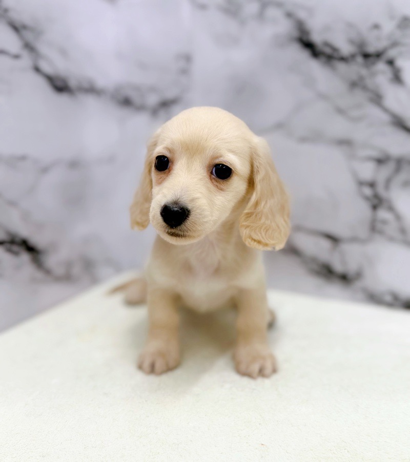 神奈川県のミニチュアダックスフンド(ロング) (かねだい東戸塚店/2025年9月25日生まれ/女の子/イエロー)の子犬の1枚目の画像