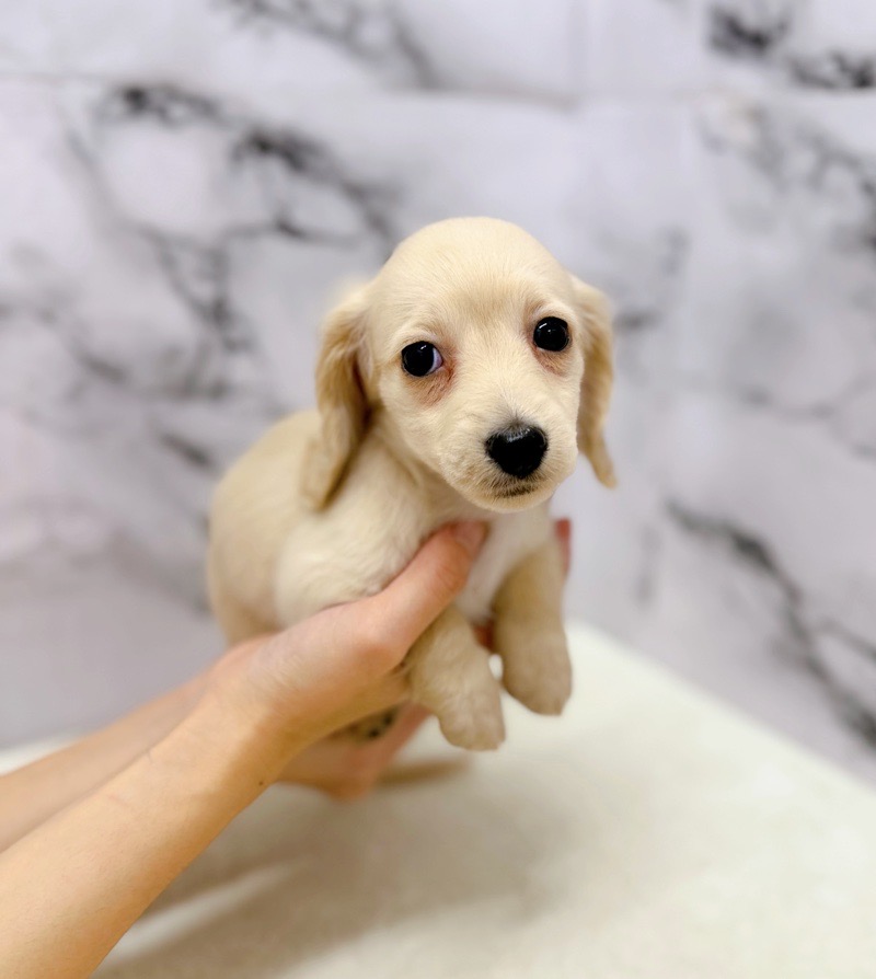 神奈川県のミニチュアダックスフンド(ロング) (かねだい東戸塚店/2025年9月25日生まれ/女の子/イエロー)の子犬の3枚目の画像