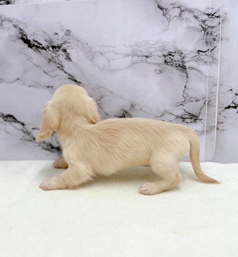 神奈川県のミニチュアダックスフンド(ロング) (かねだい東戸塚店/2025年9月25日生まれ/女の子/イエロー)の子犬の4枚目の画像