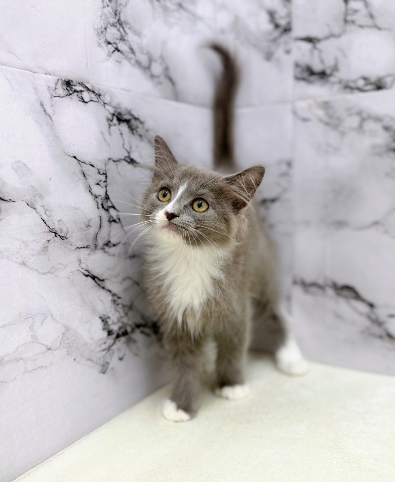 神奈川県のサイベリアン (かねだい東戸塚店/2025年9月25日生まれ/男の子/ブルーホワイト)の子猫の1枚目の画像