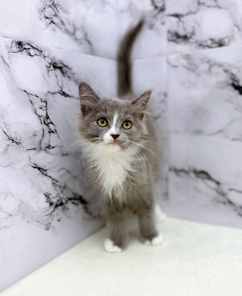 神奈川県のサイベリアン (かねだい東戸塚店/2025年9月25日生まれ/男の子/ブルーホワイト)の子猫の2枚目の画像