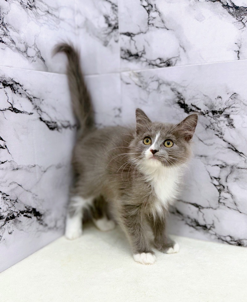 神奈川県のサイベリアン (かねだい東戸塚店/2025年9月25日生まれ/男の子/ブルーホワイト)の子猫の3枚目の画像