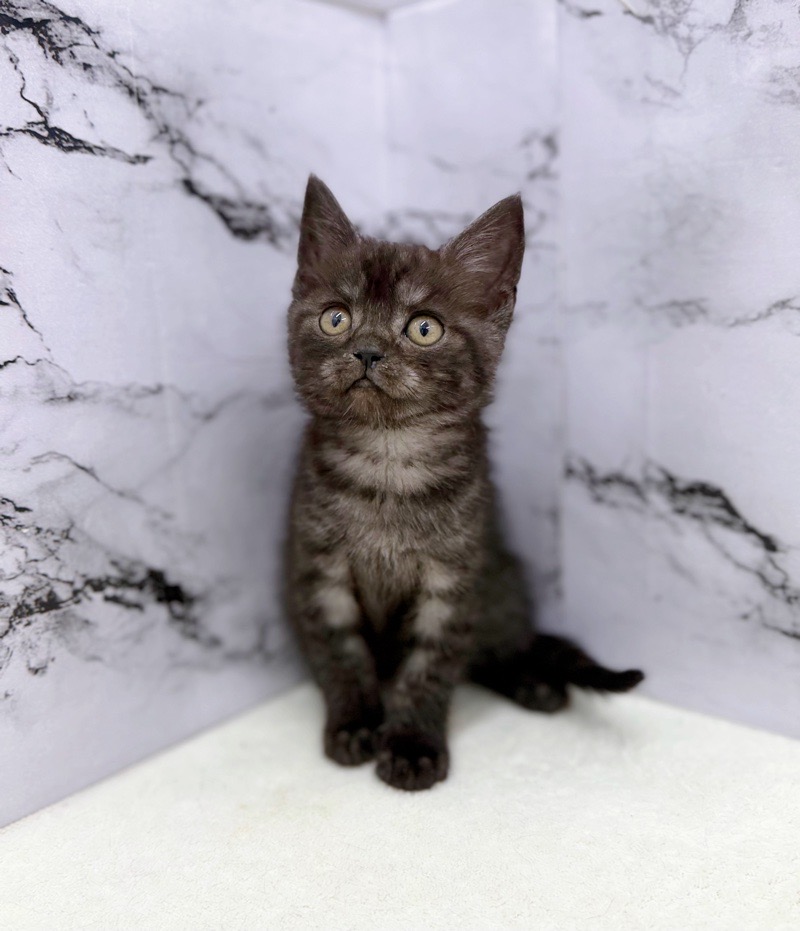 神奈川県のスコティッシュフォールド (かねだい東戸塚店/2025年9月12日生まれ/男の子/シルバータビー)の子猫の2枚目の画像