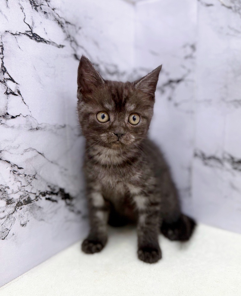 神奈川県のスコティッシュフォールド (かねだい東戸塚店/2025年9月12日生まれ/男の子/シルバータビー)の子猫の3枚目の画像