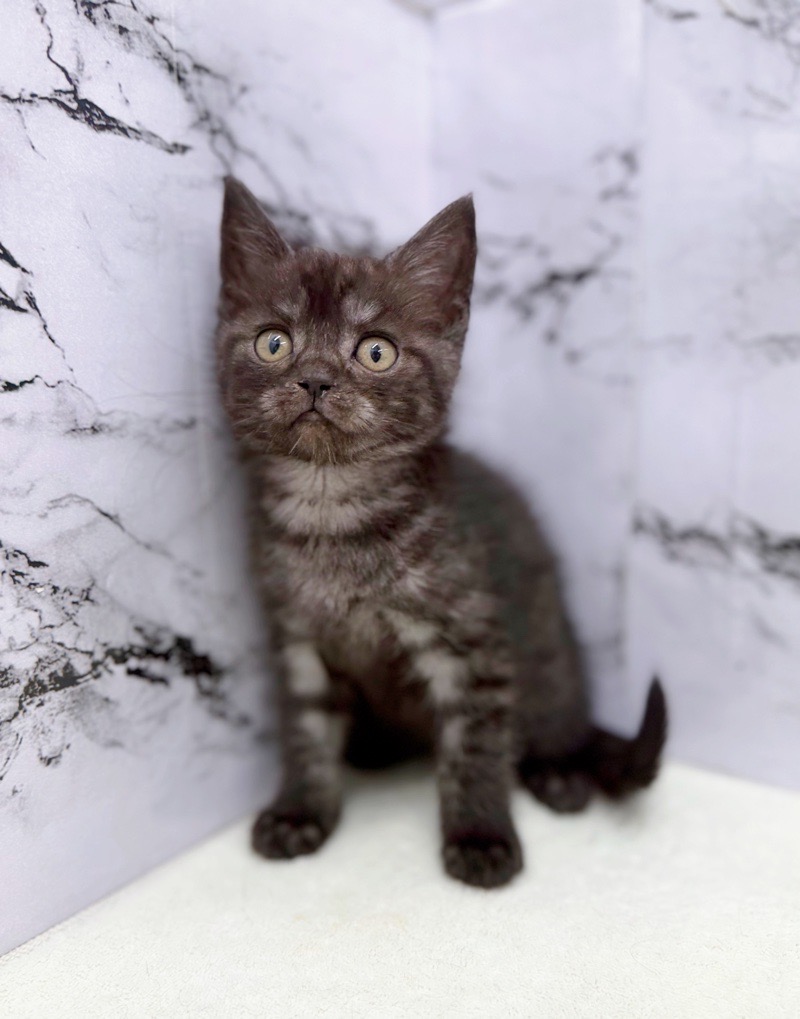 神奈川県のスコティッシュフォールド (かねだい東戸塚店/2025年9月12日生まれ/男の子/シルバータビー)の子猫の4枚目の画像