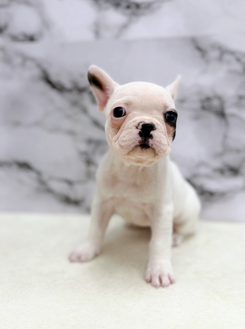 神奈川県のフレンチブルドッグ (かねだい東戸塚店/2025年9月22日生まれ/女の子/パイド)の子犬の2枚目の画像