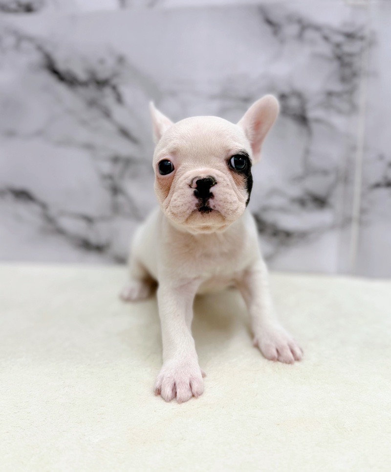 神奈川県のフレンチブルドッグ (かねだい東戸塚店/2025年9月22日生まれ/女の子/パイド)の子犬の3枚目の画像