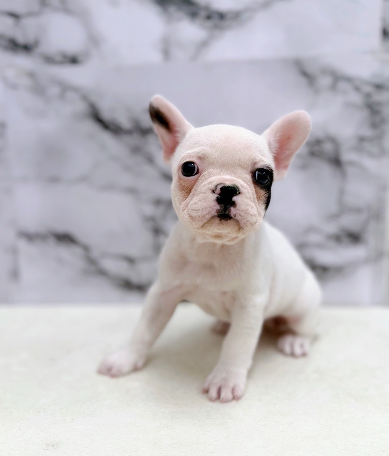 神奈川県のフレンチブルドッグ (かねだい東戸塚店/2025年9月22日生まれ/女の子/パイド)の子犬の4枚目の画像