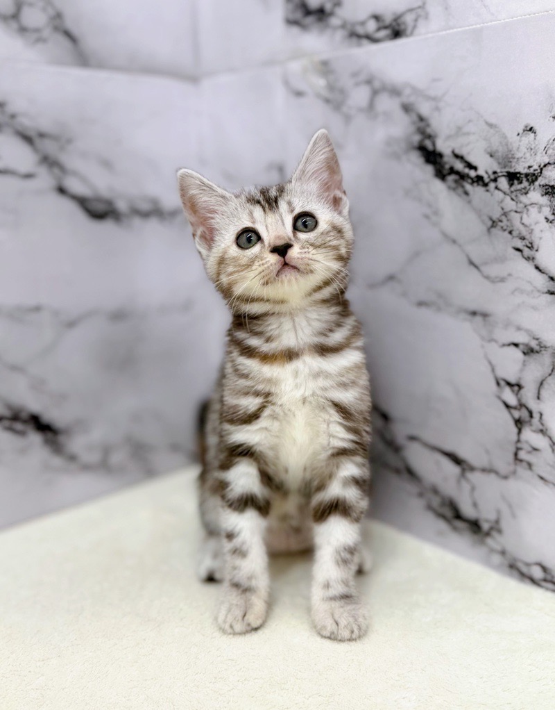 神奈川県のアメリカンショートヘアー (かねだい東戸塚店/2025年9月26日生まれ/女の子/シルバーパッチドタビー)の子猫の1枚目の画像