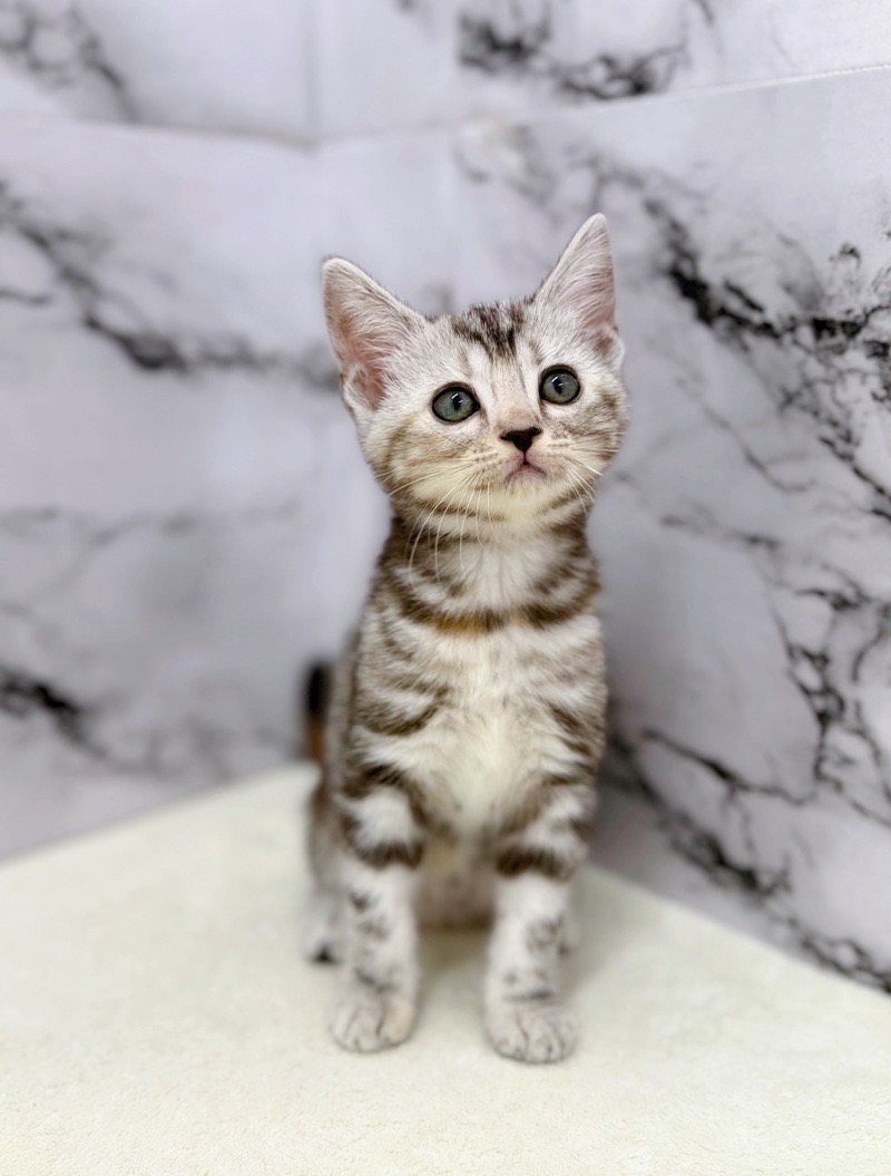 神奈川県のアメリカンショートヘアー (かねだい東戸塚店/2025年9月26日生まれ/女の子/シルバーパッチドタビー)の子猫の3枚目の画像