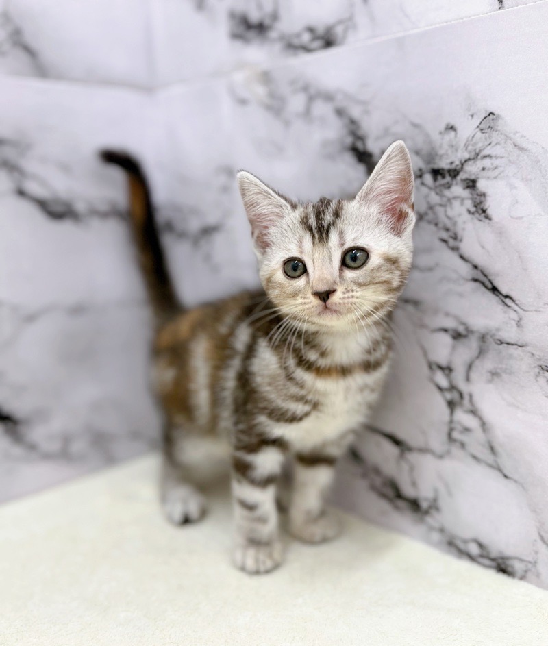 神奈川県のアメリカンショートヘアー (かねだい東戸塚店/2025年9月26日生まれ/女の子/シルバーパッチドタビー)の子猫の4枚目の画像