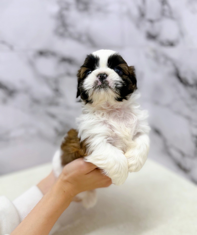 神奈川県のシーズー (かねだい東戸塚店/2025年9月26日生まれ/男の子/ゴールドホワイト)の子犬の3枚目の画像