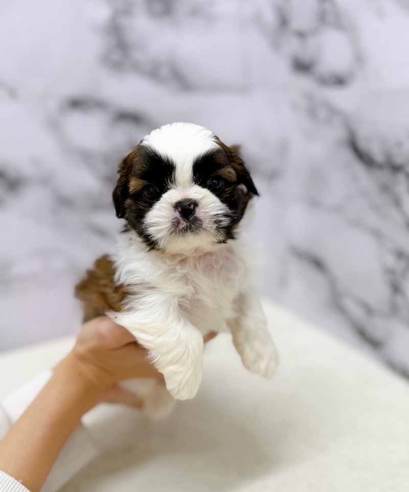 神奈川県のシーズー (かねだい東戸塚店/2025年9月26日生まれ/男の子/ゴールドホワイト)の子犬の4枚目の画像