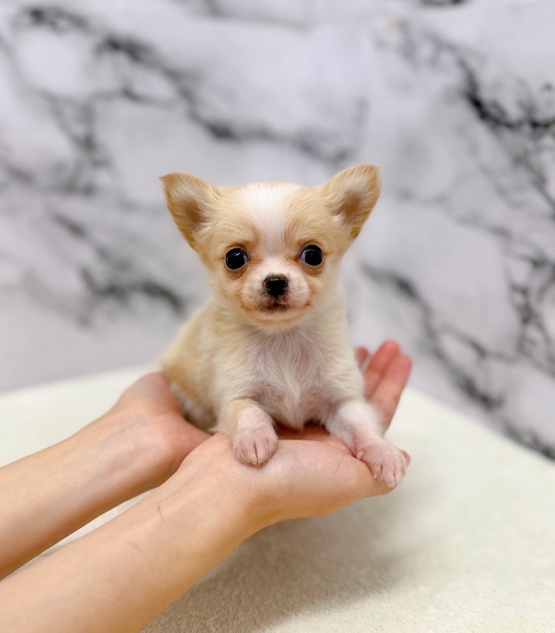神奈川県のチワワ(ロング) (かねだい東戸塚店/2025年9月27日生まれ/男の子/クリームホワイト)の子犬の1枚目の画像