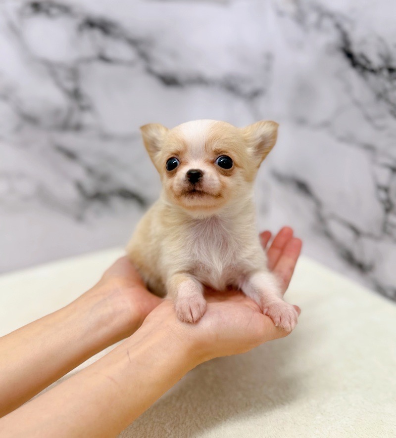 神奈川県のチワワ(ロング) (かねだい東戸塚店/2025年9月27日生まれ/男の子/クリームホワイト)の子犬の2枚目の画像