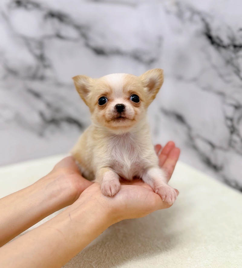 神奈川県のチワワ(ロング) (かねだい東戸塚店/2025年9月27日生まれ/男の子/クリームホワイト)の子犬の3枚目の画像