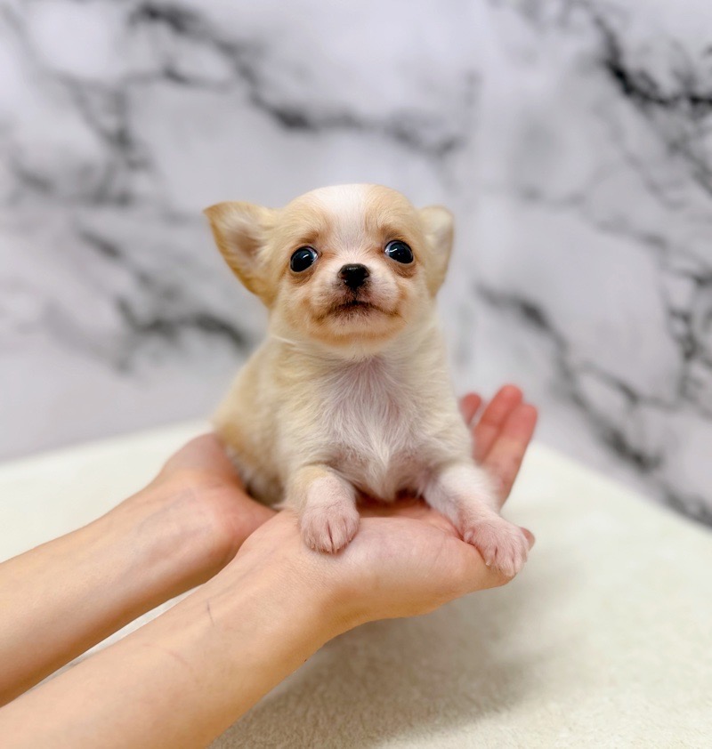 神奈川県のチワワ(ロング) (かねだい東戸塚店/2025年9月27日生まれ/男の子/クリームホワイト)の子犬の4枚目の画像