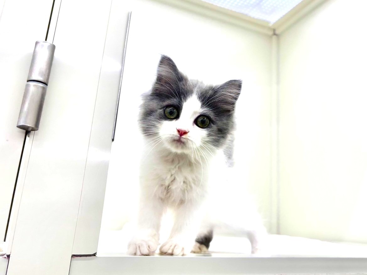 価格の安いMIX猫（父：ラグドール 母：ラガマフィン）♀ / ペット