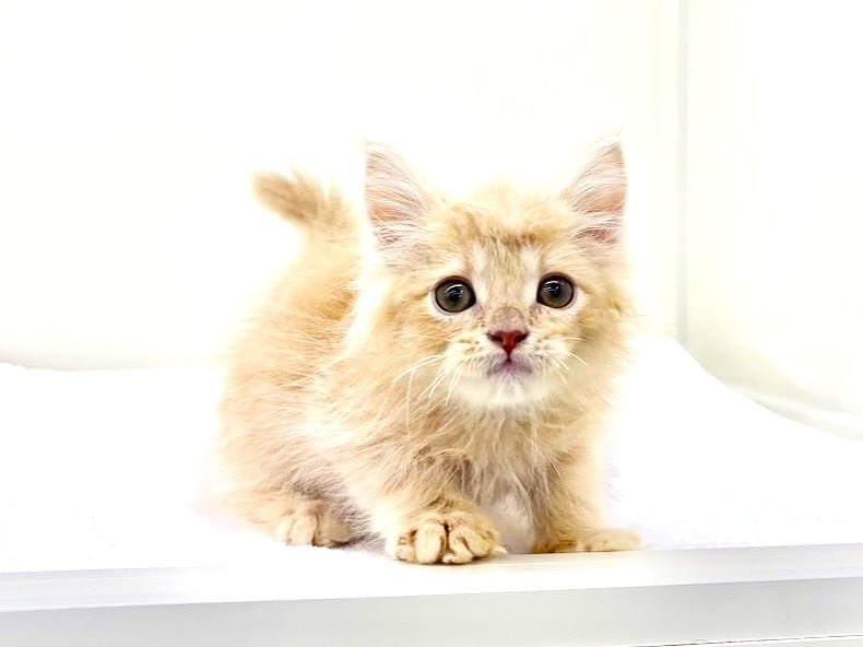 価格の安いお手頃価格のキュートな猫ちゃん大集合 / ペットショップ