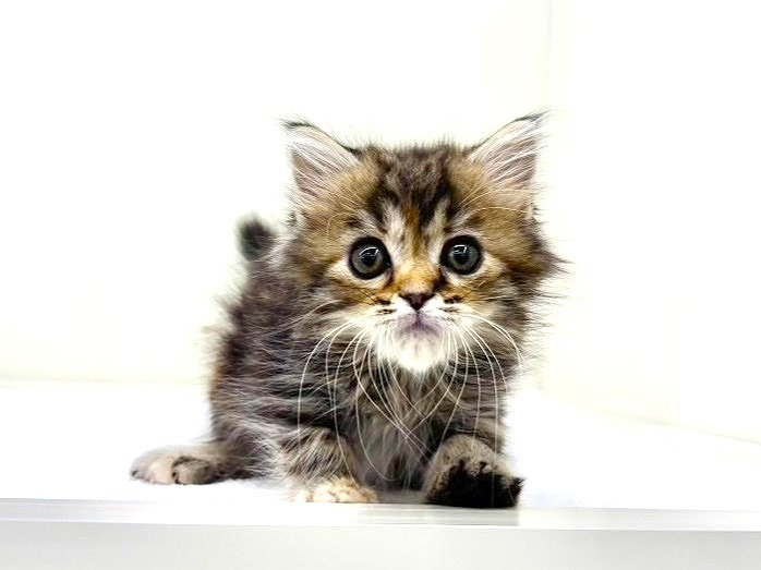 東京都のスコティッシュフォールド (かねだい本町田店/2025年9月26日生まれ/女の子/ブラウンパッチドタビー)の子猫の1枚目の画像