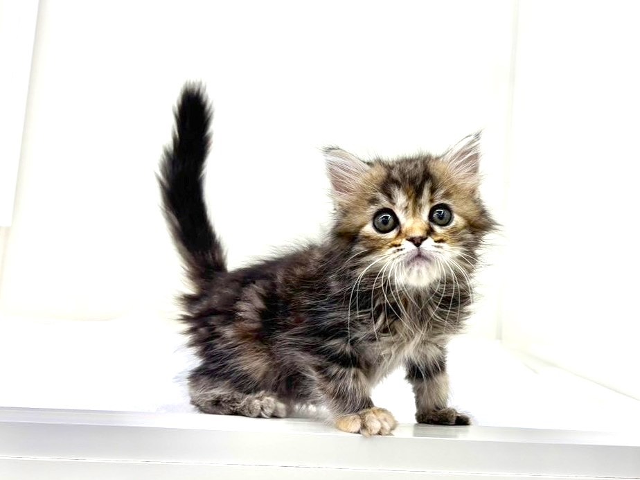 東京都のスコティッシュフォールド (かねだい本町田店/2025年9月26日生まれ/女の子/ブラウンパッチドタビー)の子猫の2枚目の画像