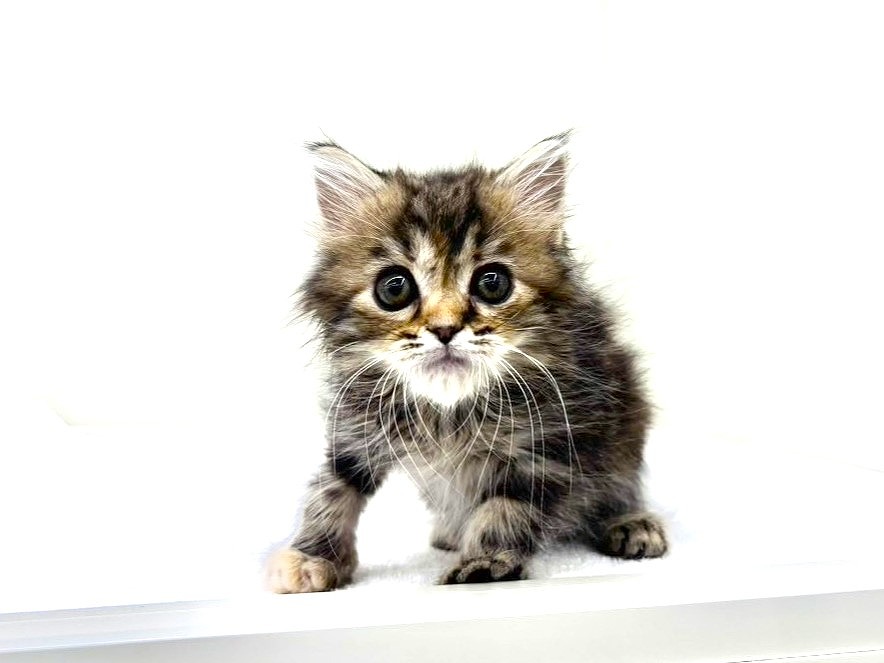 東京都のスコティッシュフォールド (かねだい本町田店/2025年9月26日生まれ/女の子/ブラウンパッチドタビー)の子猫の3枚目の画像