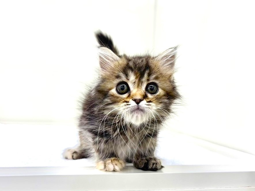 東京都のスコティッシュフォールド (かねだい本町田店/2025年9月26日生まれ/女の子/ブラウンパッチドタビー)の子猫の4枚目の画像