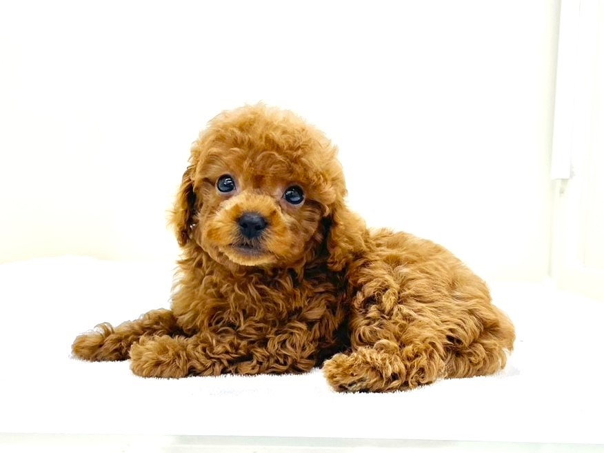 東京都のトイプードル(トイ) (かねだい本町田店/2025年9月26日生まれ/男の子/レッド)の子犬の2枚目の画像