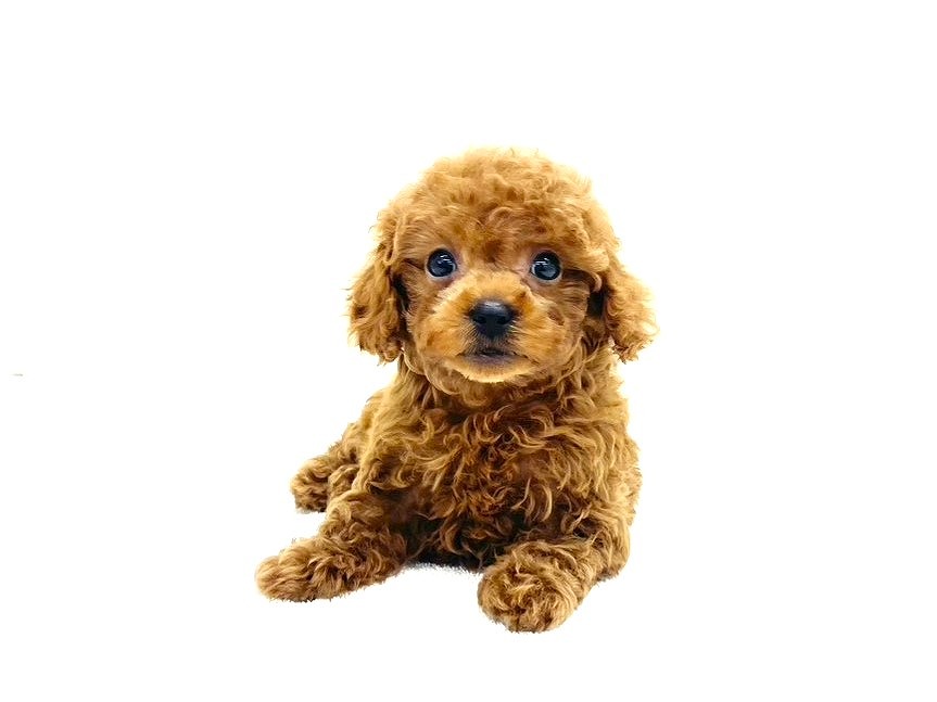 東京都のトイプードル(トイ) (かねだい本町田店/2025年9月26日生まれ/男の子/レッド)の子犬の3枚目の画像