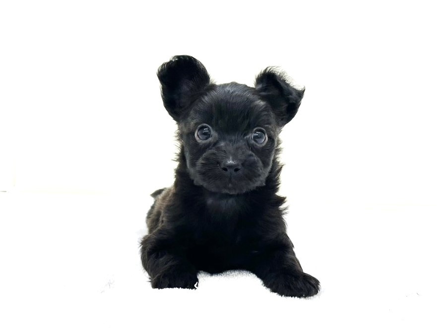 東京都のチワプー/プーチー(チワワ×プードル) (かねだい本町田店/2025年9月26日生まれ/女の子/ブラック)の子犬の1枚目の画像