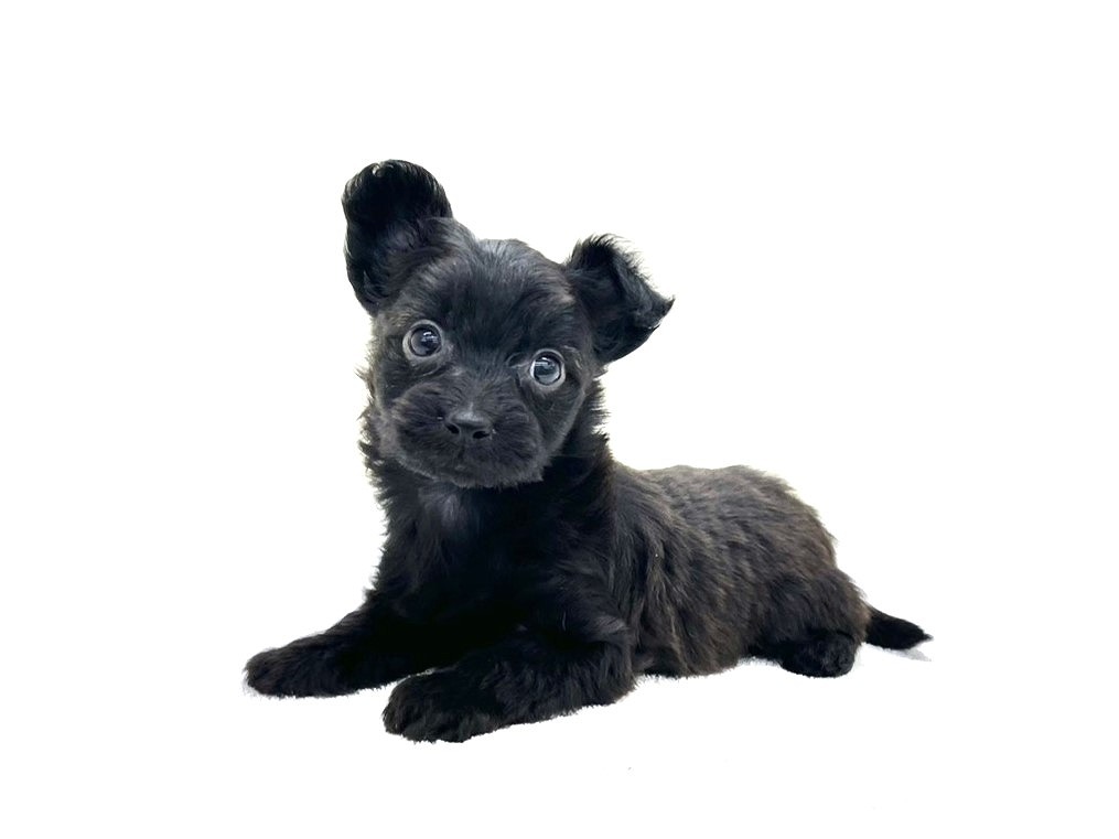 東京都のチワプー/プーチー(チワワ×プードル) (かねだい本町田店/2025年9月26日生まれ/女の子/ブラック)の子犬の2枚目の画像