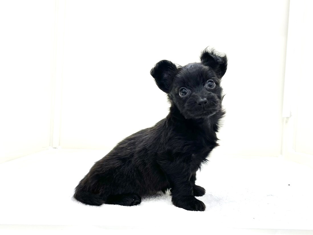 東京都のチワプー/プーチー(チワワ×プードル) (かねだい本町田店/2025年9月26日生まれ/女の子/ブラック)の子犬の3枚目の画像