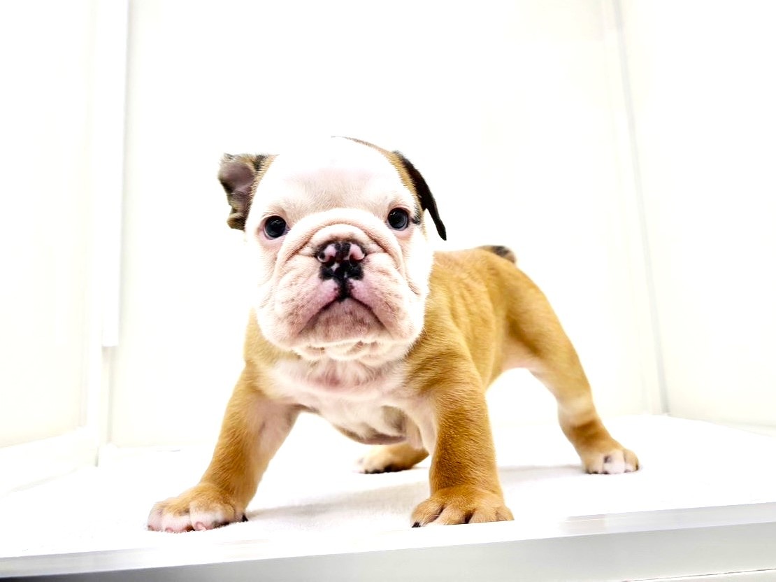 東京都のブルドッグ (かねだい本町田店/2025年9月27日生まれ/男の子/レッドホワイト)の子犬の1枚目の画像