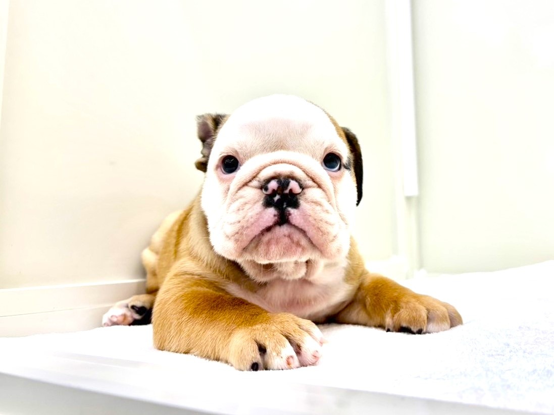 東京都のブルドッグ (かねだい本町田店/2025年9月27日生まれ/男の子/レッドホワイト)の子犬の2枚目の画像