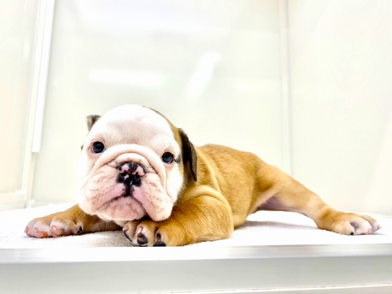 東京都のブルドッグ (かねだい本町田店/2025年9月27日生まれ/男の子/レッドホワイト)の子犬の3枚目の画像