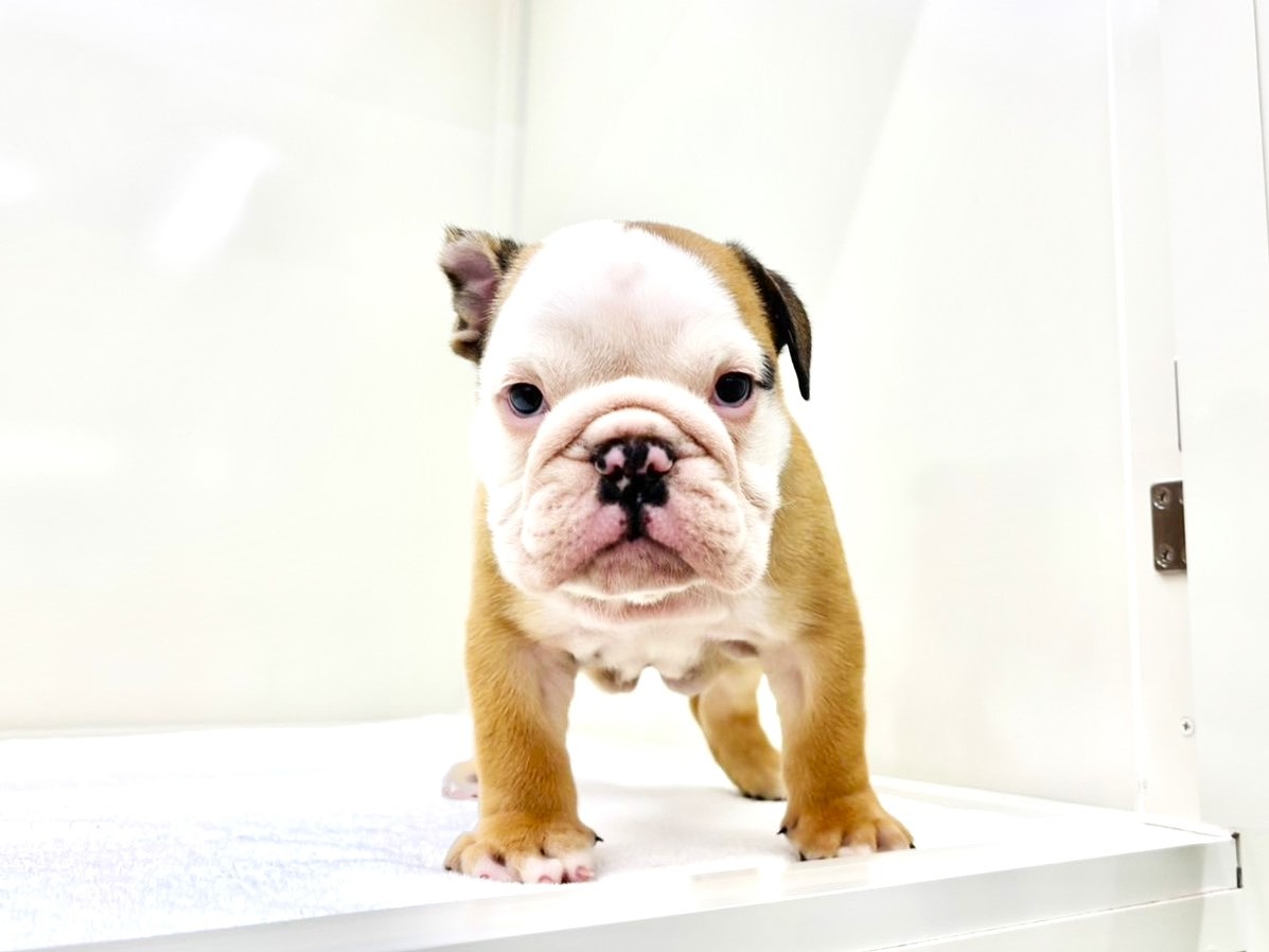 東京都のブルドッグ (かねだい本町田店/2025年9月27日生まれ/男の子/レッドホワイト)の子犬の4枚目の画像