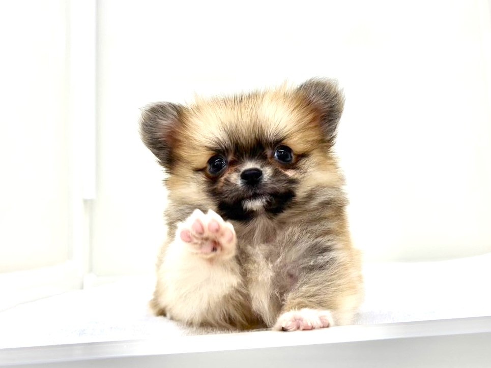 東京都のペキポメ/ポメペキ(ペキニーズ×ポメラニアン) (かねだい本町田店/2025年9月27日生まれ/女の子/オレンジホワイト)の子犬の2枚目の画像