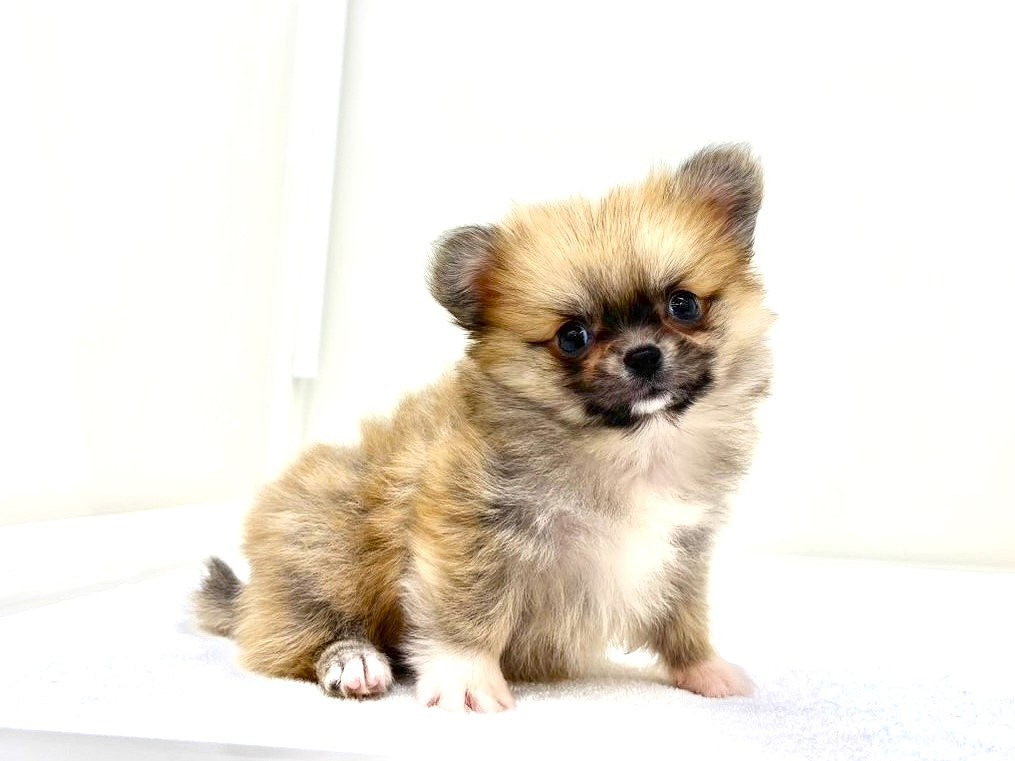 東京都のペキポメ/ポメペキ(ペキニーズ×ポメラニアン) (かねだい本町田店/2025年9月27日生まれ/女の子/オレンジホワイト)の子犬の3枚目の画像