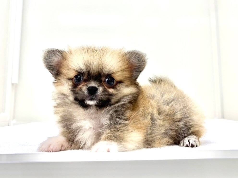 東京都のペキポメ/ポメペキ(ペキニーズ×ポメラニアン) (かねだい本町田店/2025年9月27日生まれ/女の子/オレンジホワイト)の子犬の4枚目の画像