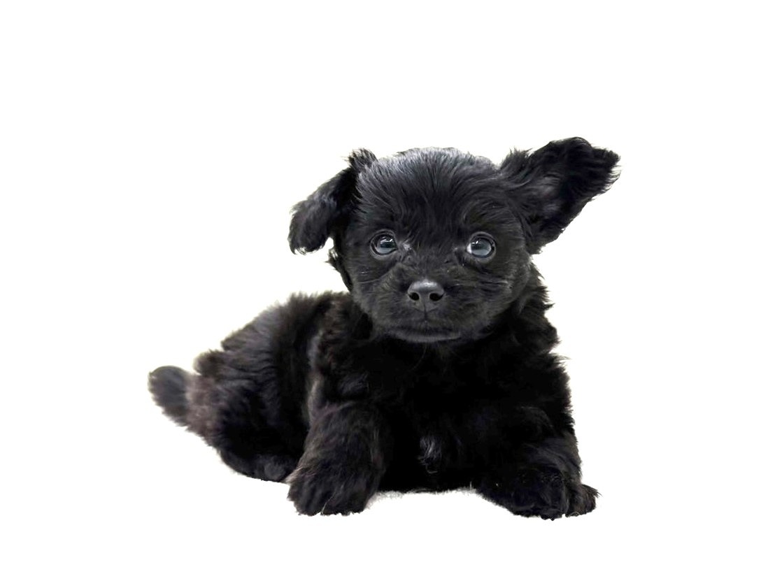 東京都のチワプー/プーチー(チワワ×プードル) (かねだい本町田店/2025年9月28日生まれ/男の子/ブラック)の子犬の1枚目の画像