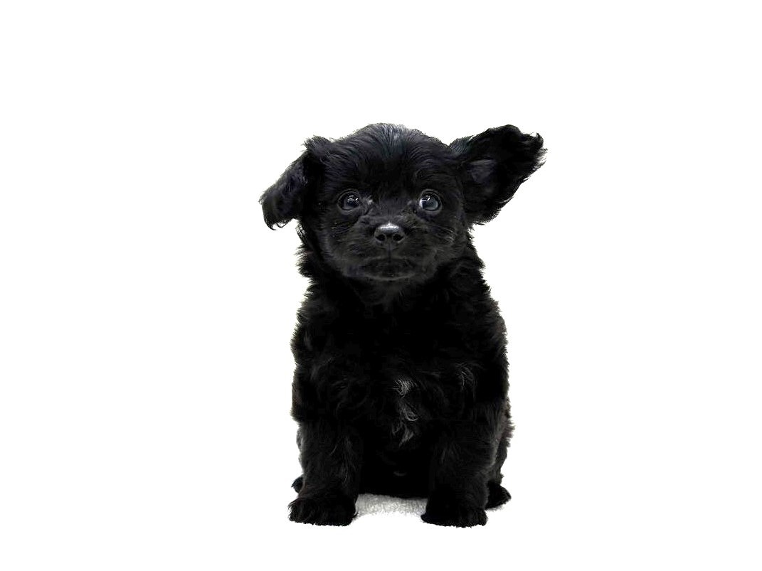 東京都のチワプー/プーチー(チワワ×プードル) (かねだい本町田店/2025年9月28日生まれ/男の子/ブラック)の子犬の2枚目の画像