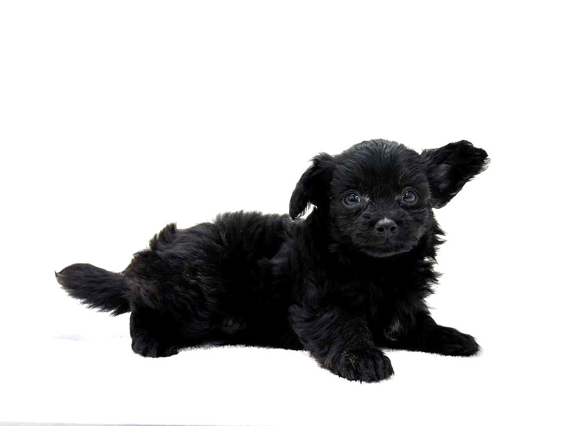 東京都のチワプー/プーチー(チワワ×プードル) (かねだい本町田店/2025年9月28日生まれ/男の子/ブラック)の子犬の4枚目の画像