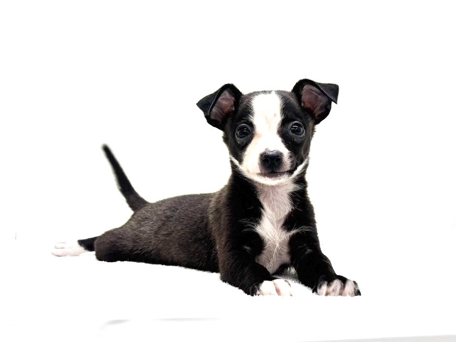 東京都のチワワ×イタグレ (かねだい本町田店/2025年9月26日生まれ/男の子/ブルーホワイト)の子犬の1枚目の画像