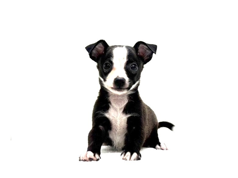 東京都のチワワ×イタグレ (かねだい本町田店/2025年9月26日生まれ/男の子/ブルーホワイト)の子犬の2枚目の画像