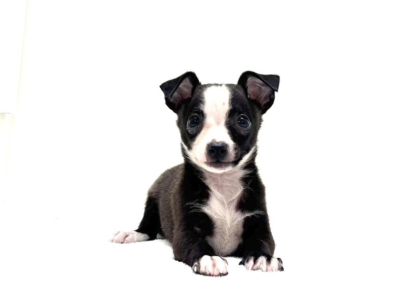 東京都のチワワ×イタグレ (かねだい本町田店/2025年9月26日生まれ/男の子/ブルーホワイト)の子犬の3枚目の画像