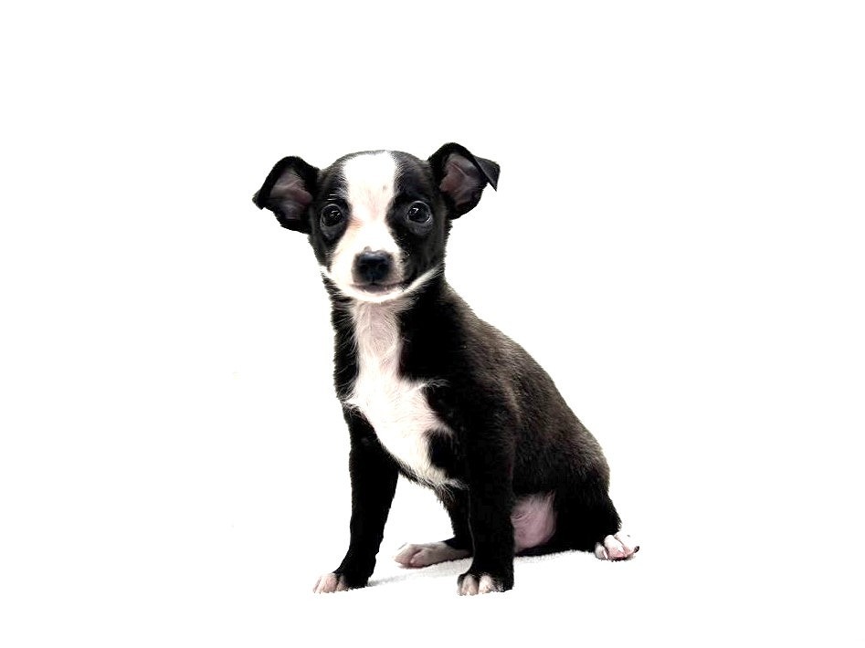 東京都のチワワ×イタグレ (かねだい本町田店/2025年9月26日生まれ/男の子/ブルーホワイト)の子犬の4枚目の画像