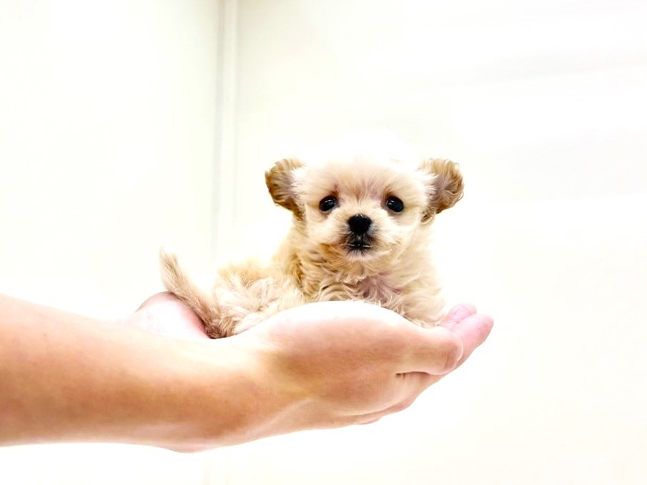 東京都のマルプー(マルチーズ×プードル) (かねだい本町田店/2025年9月27日生まれ/男の子/カフェオレ)の子犬の2枚目の画像